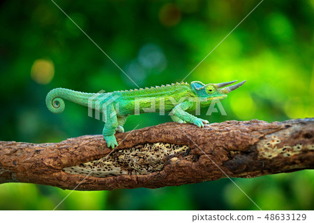 Jackson's Chameleon, Trioceros jacksonii Jackson's Chameleon, Trioceros jacksonii 48633129