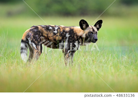 African wild dog, walking in the green grass 48633136