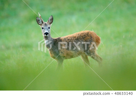 Roe deer with only one horn, unicorn 48633140