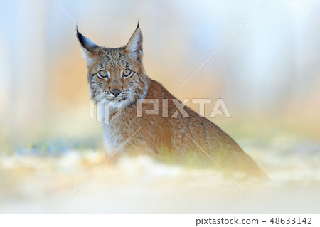Portrait of Eurasian Lynx, wild cat on the meadow 48633142