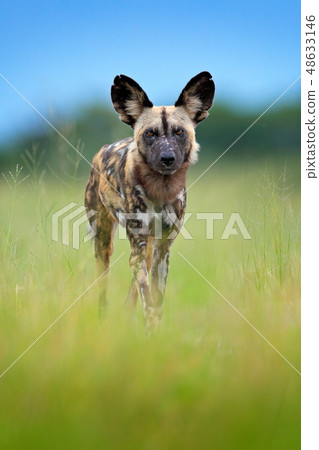 African wild dog, walking in the green grass 48633146