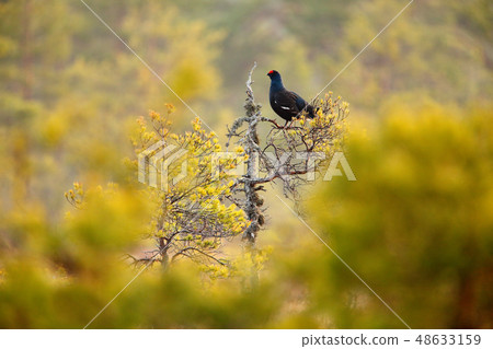 Black grouse on the bog meadow. 48633159