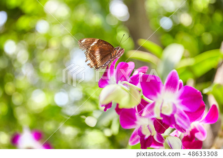 Brown butterfly on pink flower in nature 48633308