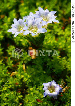 Spring flowers blooming brilliantly on a moss carpet 48633856