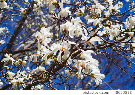 White flower tree in full bloom · Kobushi White flower tree in full bloom · Kobushi 48633858