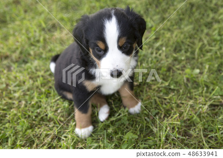 Swiss Appenzeller dog puppy sitting in the garden Swiss Appenzeller dog puppy sitting in the garden 48633941