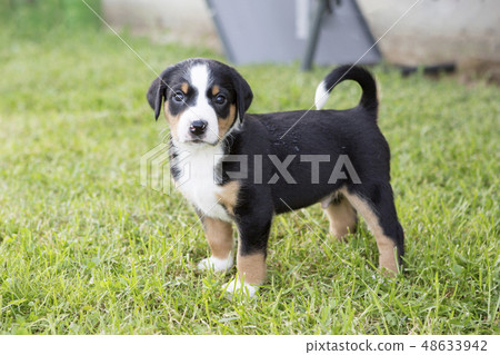 Swiss Appenzeller dog puppy sitting in the garden Swiss Appenzeller dog puppy sitting in the garden 48633942