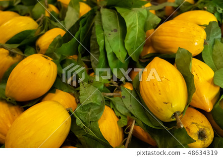 yellow tropical fruit of canistel 48634319