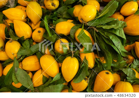 yellow tropical fruit of canistel yellow tropical fruit of canistel 48634320