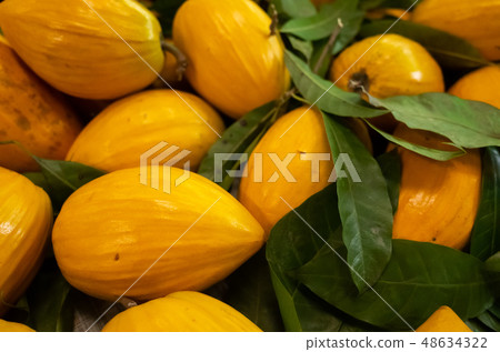 yellow tropical fruit of canistel yellow tropical fruit of canistel 48634322