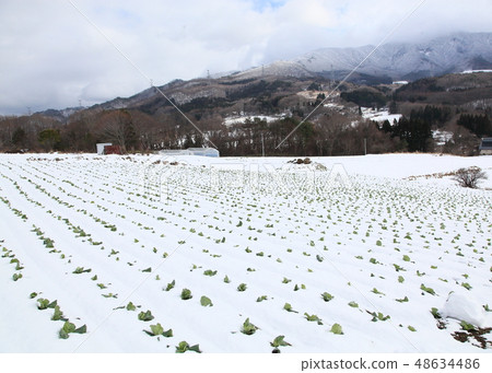 Cold cultivation of plateau vegetables 48634486
