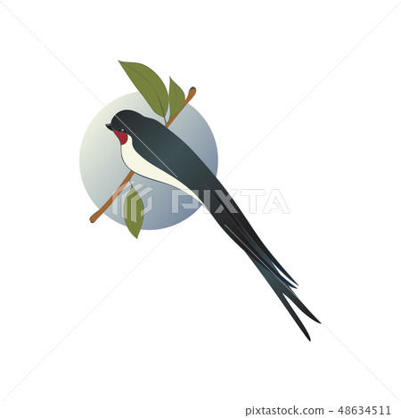 Martlet sitting on branch with green leaves, blue sky background behind. Bird with long forked tail Martlet sitting on branch with green leaves, blue sky background behind. Bird with long forked tail 48634511
