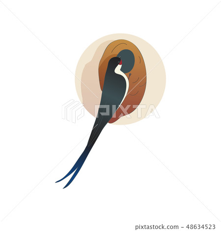 Martlet sitting near nest. Barn swallow. Wild bird with long tail. Wildlife and fauna theme. Flat Martlet sitting near nest. Barn swallow. Wild bird with long tail. Wildlife and fauna theme. Flat 48634523