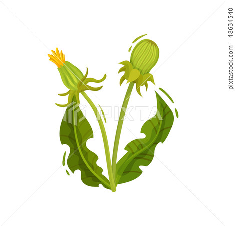 Dandelion with two closed heads and green leaves. Summer plant. Wild flower. Nature theme. Flat 48634540