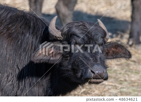 Close up of a Buffalo grazing in Northern Greece Close up of a Buffalo grazing in Northern Greece 48634621