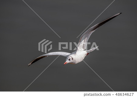 Black headed Gull (Larus ridibundus) in flight Black headed Gull (Larus ridibundus) in flight 48634627