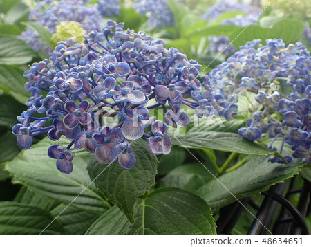  hydrangea 48634651