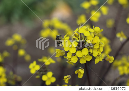 強姦鮮花和蜜蜂 強姦鮮花和蜜蜂 48634972