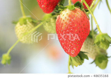 Ichigo strawberry picking image Ichigo strawberry picking image 48635168