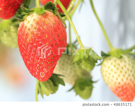 Ichigo草莓採摘圖像 Ichigo草莓採摘圖像 48635171