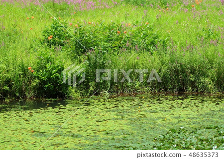 Wet flowers in the summer Konion lily Miso Hagi Wet flowers in the summer Konion lily Miso Hagi 48635373
