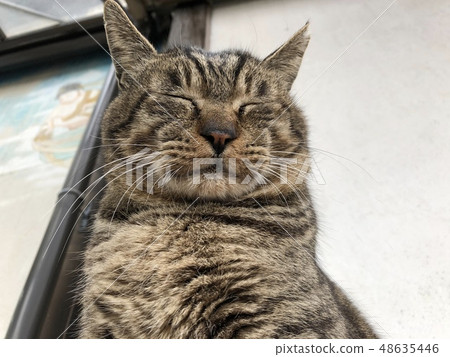 Cats meditation 48635446