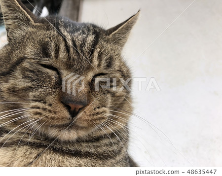 貓冥想 48635447