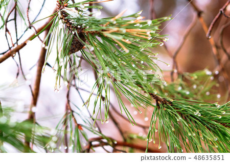 rain drops on fir needles rain drops on fir needles 48635851