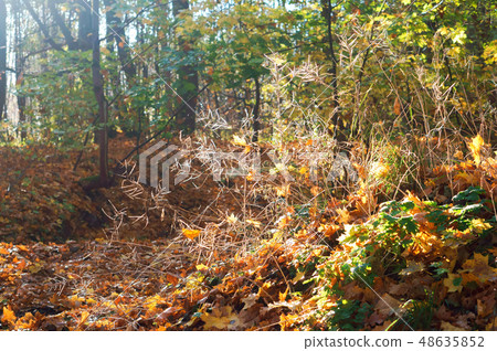 the sun through autumn wood 48635852