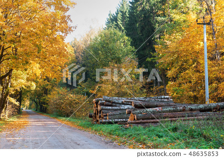 autumn forest and tree felling autumn forest and tree felling 48635853