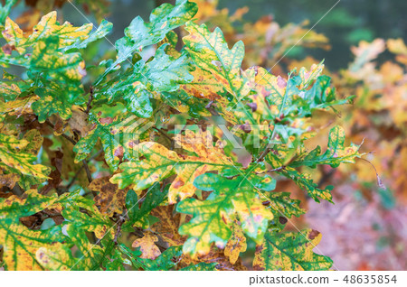 oak leaves began to turn yellow oak leaves began to turn yellow 48635854