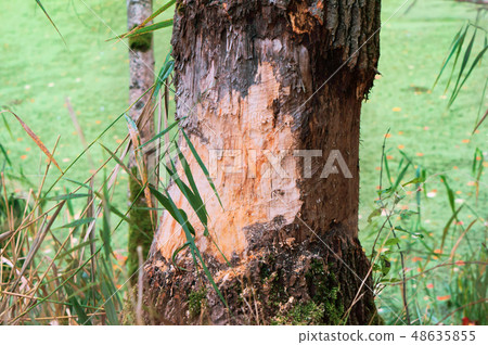 beaver chewed trees, nibbled the trunk of a tree 48635855