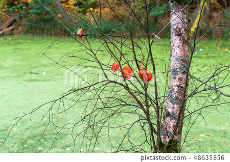 red leaves on the tree 48635856