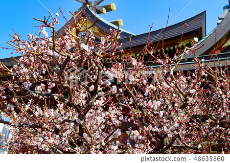 Yushima Tenjin plum (Tokyo) 48635860