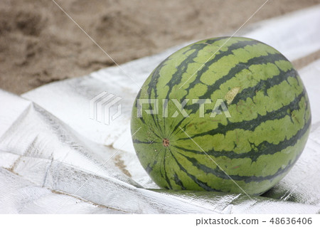 西瓜分裂 西瓜分裂 48636406