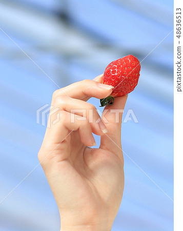 Ichigo strawberry picking image Ichigo strawberry picking image 48636513