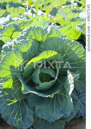 cabbage  48637245