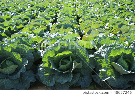 cabbage cabbage 48637246