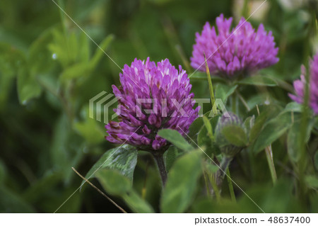 Akumesakusa Kiritappu Summer View 48637400