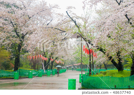 Umeino櫻花盛開上野皇家公園在雨中觀賞櫻花 48637740