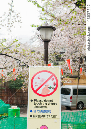 盛開的Somayoshino櫻花在雨中Asukiyama公園櫻花觀賞 盛開的Somayoshino櫻花在雨中Asukiyama公園櫻花觀賞 48637742