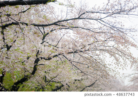盛開的Somayoshino櫻花在雨中Asukiyama公園櫻花觀賞 48637743