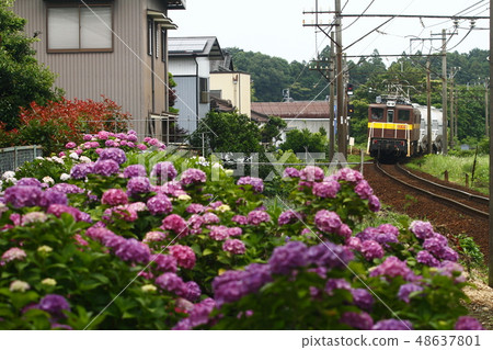 繡球花和機車 48637801