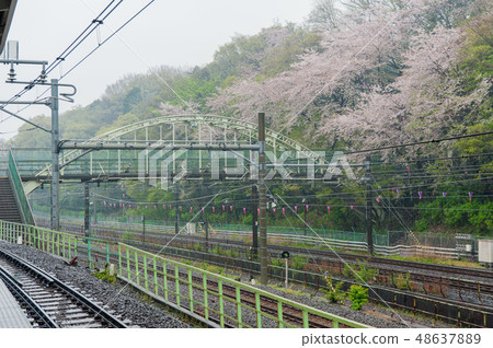 盛開的Somayoshino櫻花在雨中Asukiyama公園櫻花觀賞 48637889