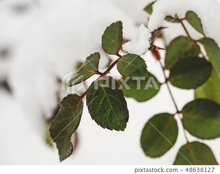 Green branch on the background of snow 48638127