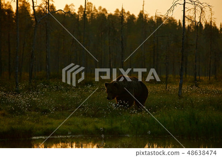 Morning light with big brown bear by the lake Morning light with big brown bear by the lake 48638474