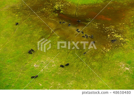 Buffalo in aerial landscape in Okavango delta Buffalo in aerial landscape in Okavango delta 48638480