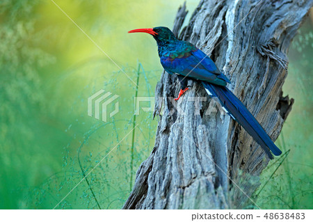 Green Wood hoopoe, Phoeniculus purpureus 48638483