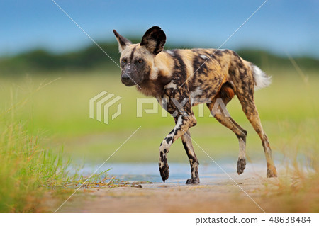 African wild dog walking in the water on the road 48638484