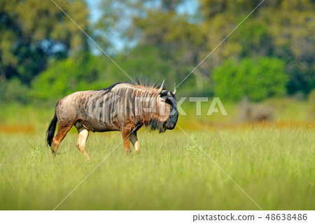 Blue wildebeest, Connochaetes taurinus Blue wildebeest, Connochaetes taurinus 48638486